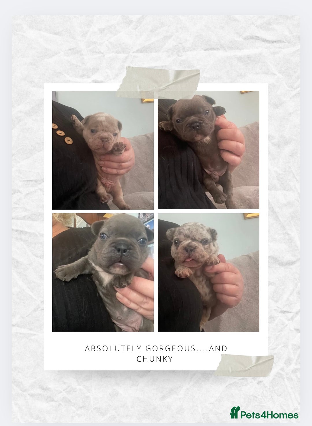 French Bulldog dogs for sale: French bulldog puppies.  - Image 1
