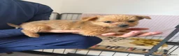 Mixed Breed dogs for sale: Norfolk terrier x Pomeranians - Advert 13