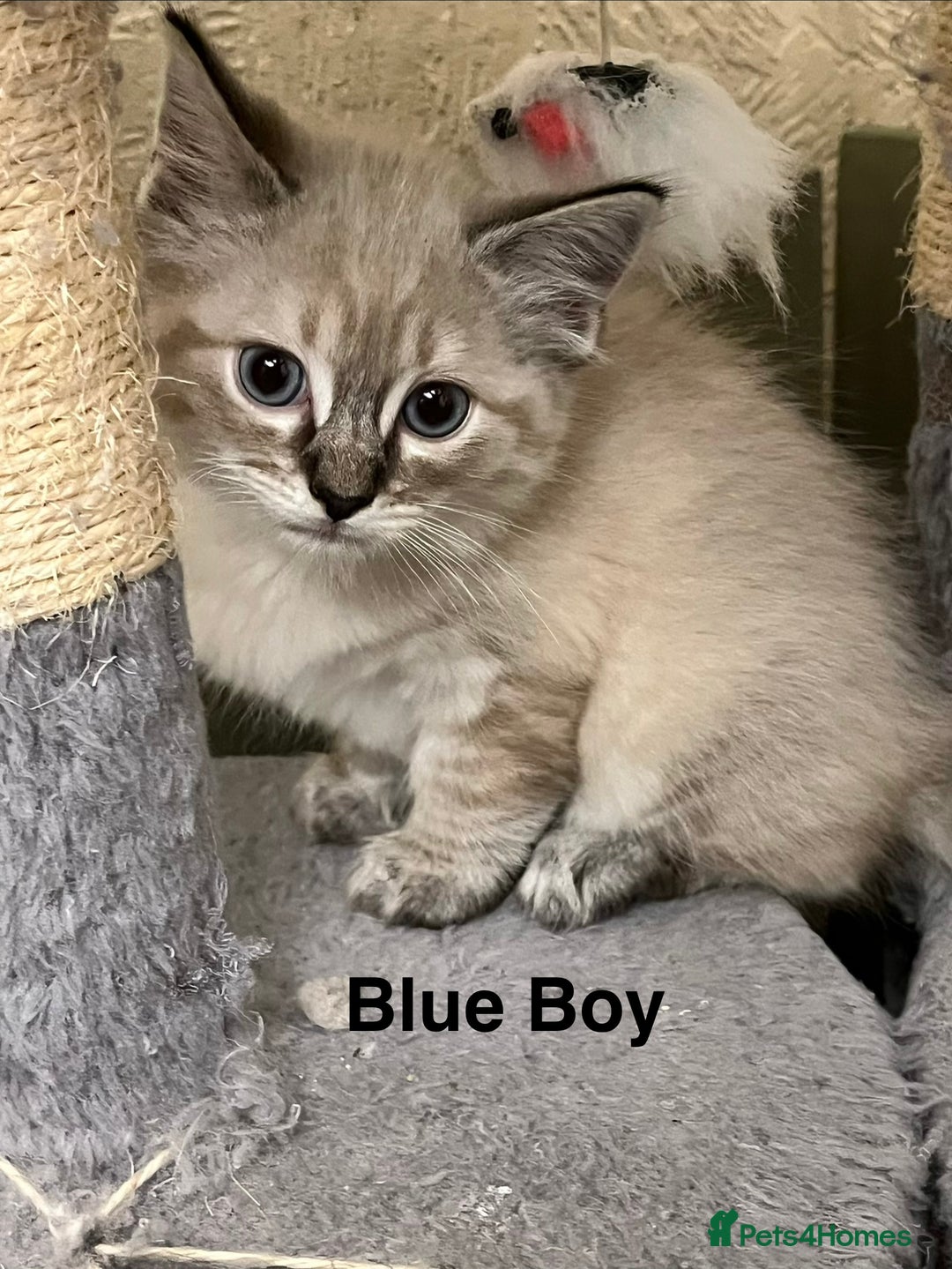 Ragdoll cats for sale: ❤️5 Beautiful Pure Ragdoll Kittens❗️❤️🐈 - Advert 27