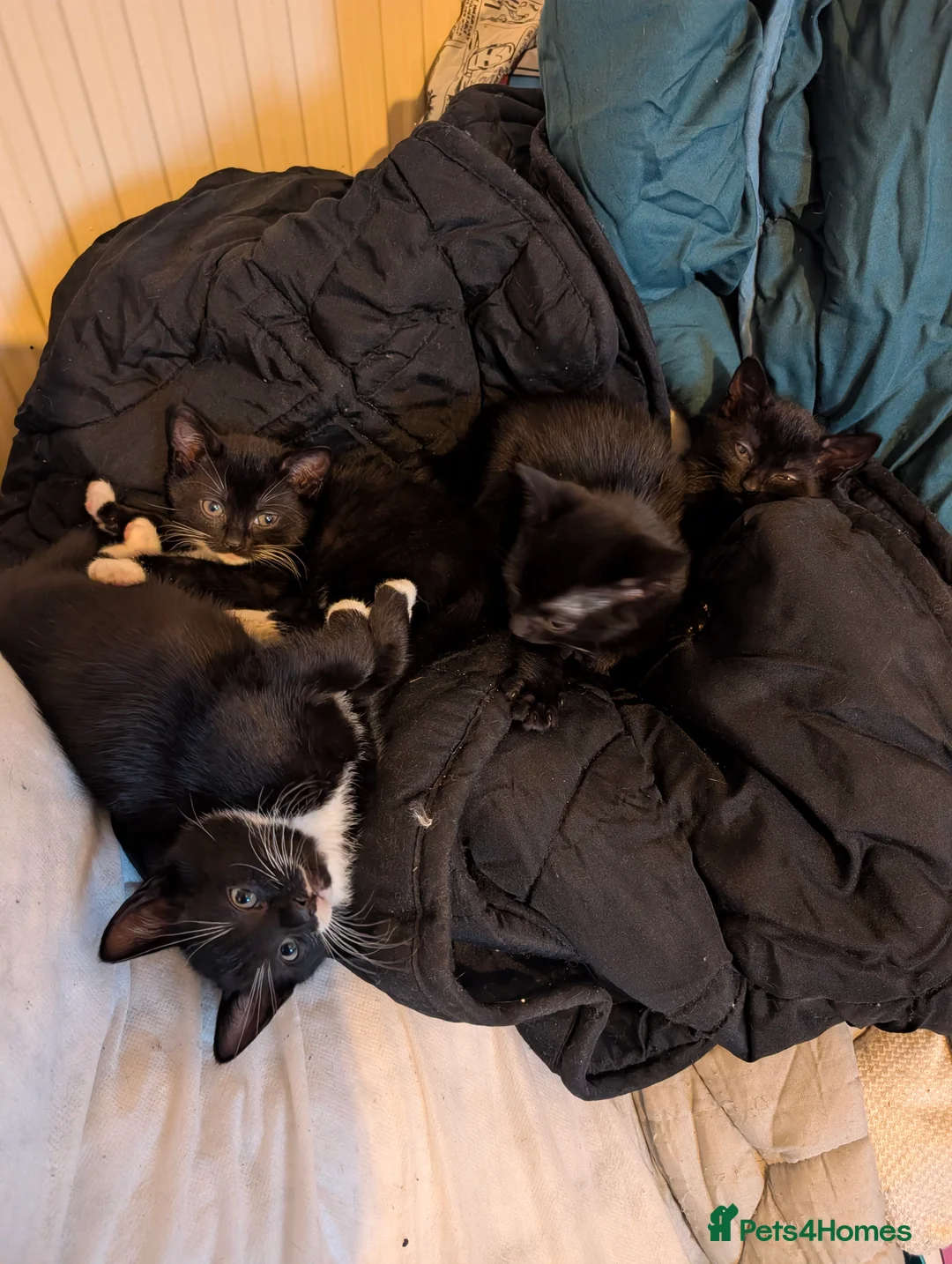 Mixed Breed cats for sale: Two tuxedo and two all black cats - Advert 4