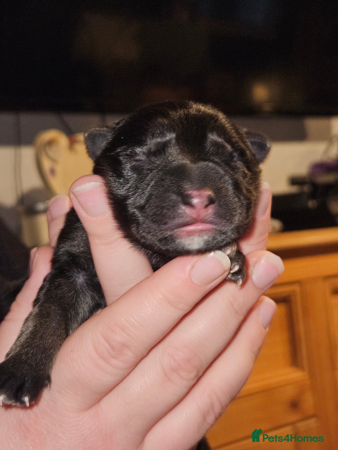 German Shepherd dogs for sale: German Shepherd Pups - Advert 3