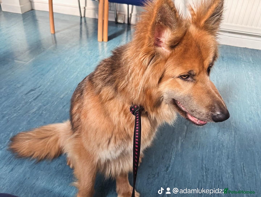 German Shepherd dogs for sale: Blue eyed long hair, blue German shepherds - Advert 2