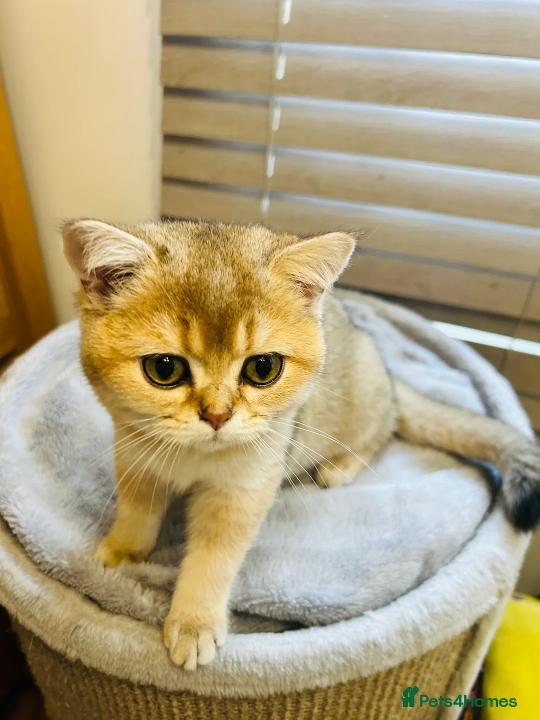 Scottish Fold cats for sale: Beautiful Golden Chinchilla kittens  - Advert 18