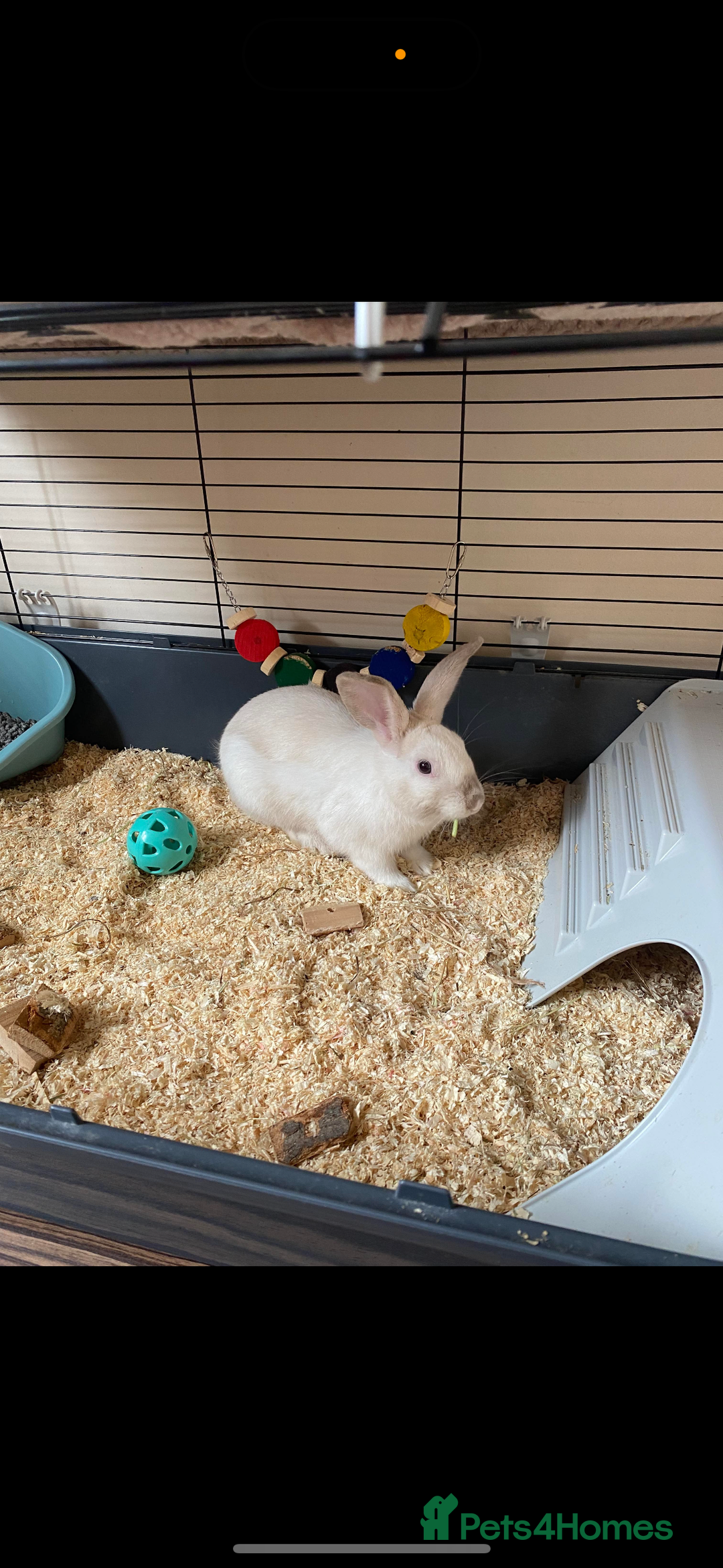 Rex rabbits for sale: Beautiful Rabbit in need of a home  - Image 2