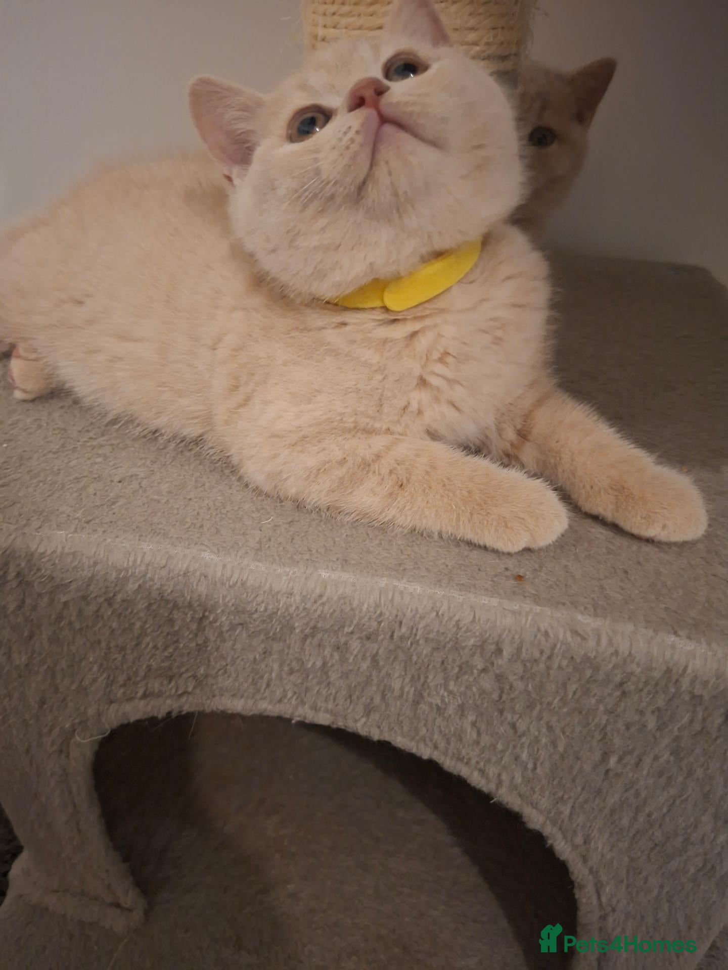 British Shorthair cats for sale: 🩷 LAST 2 GCCF REGISTERED AVAILABLE 💙 - Advert 1