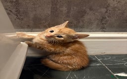 Aegean cats for sale: Aegean Kittens are looking for new home - Image 6