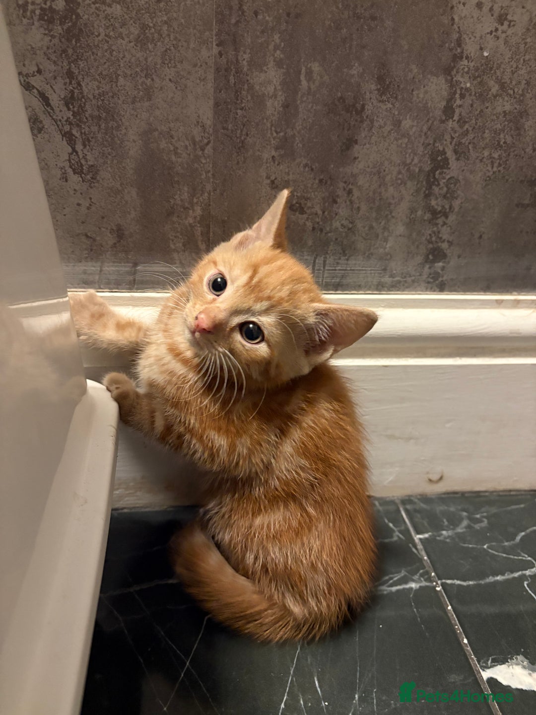 Aegean cats for sale: Aegean Kittens are looking for new home - Image 6