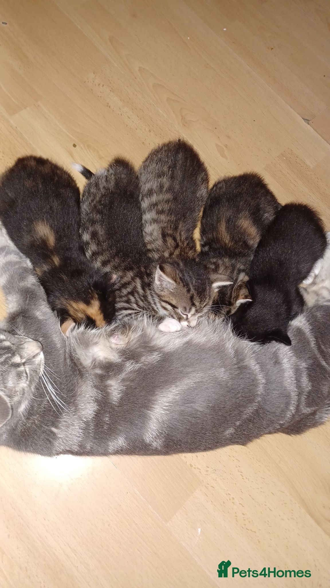 Mixed Breed cats Kittens  - Advert 2