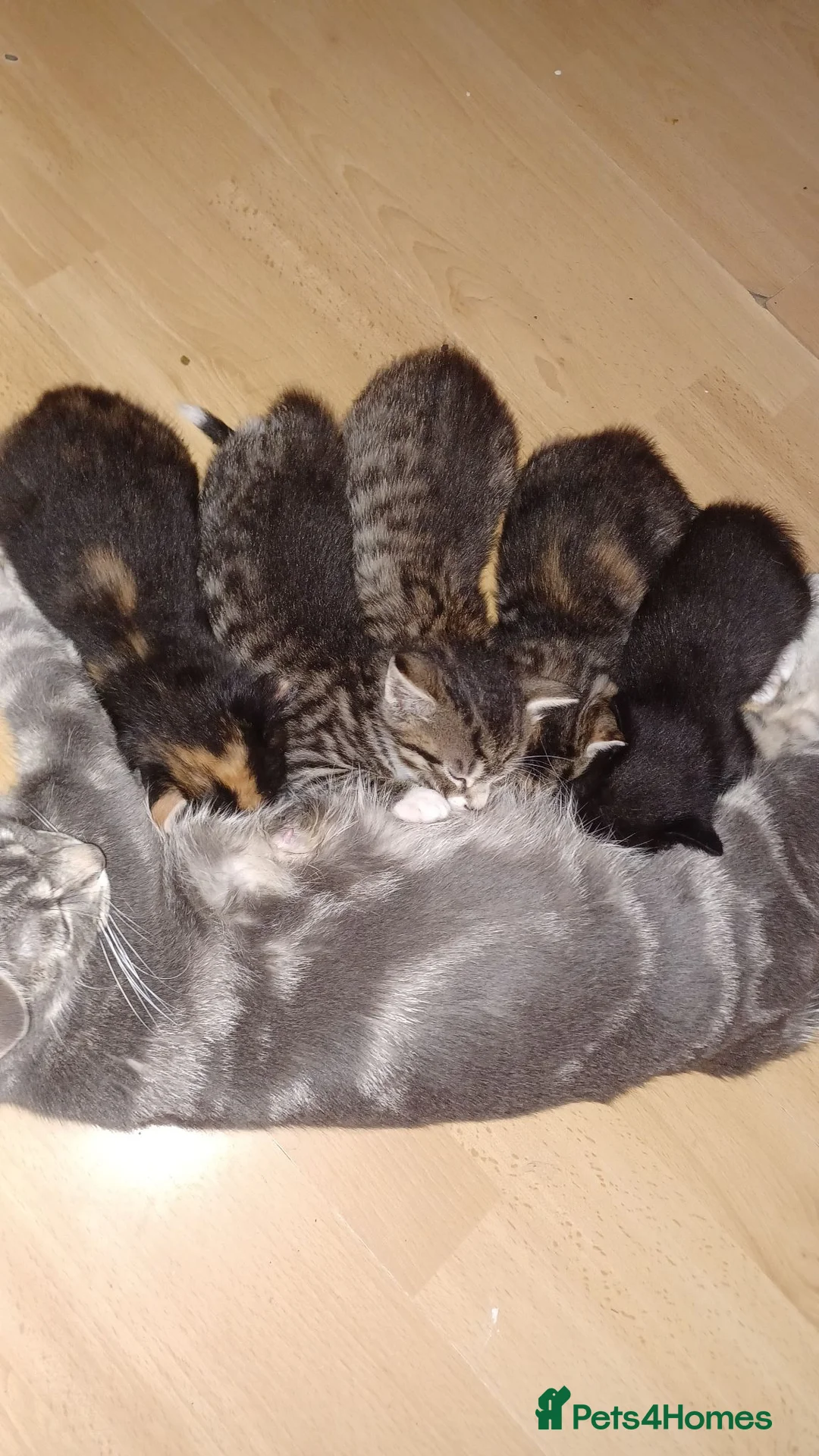 Mixed Breed cats for sale: Kittens  in London - Advert 1