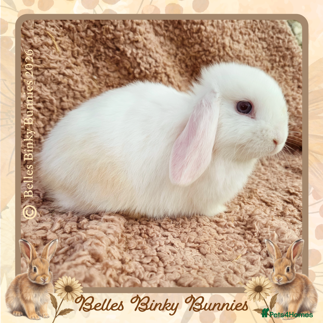 Mini Lop rabbits 🌷 Ready 3rd April 🌷Only 1 left 🌷 Baby Mini Lop - Advert 10