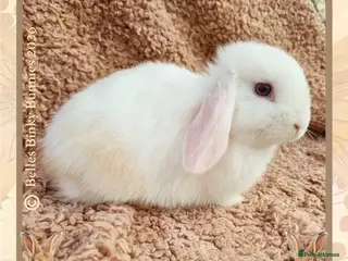 Mini Lop rabbits 🌷 Ready 3rd April 🌷Only 1 left 🌷 Baby Mini Lop - Advert 4