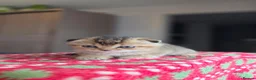 Scottish Fold cats for sale: Scottish Fold Kittens  - Advert 7