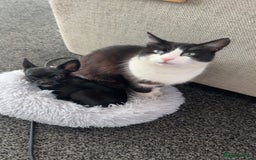 British Shorthair cats for sale: 2 loving beautiful cats  - Image 31