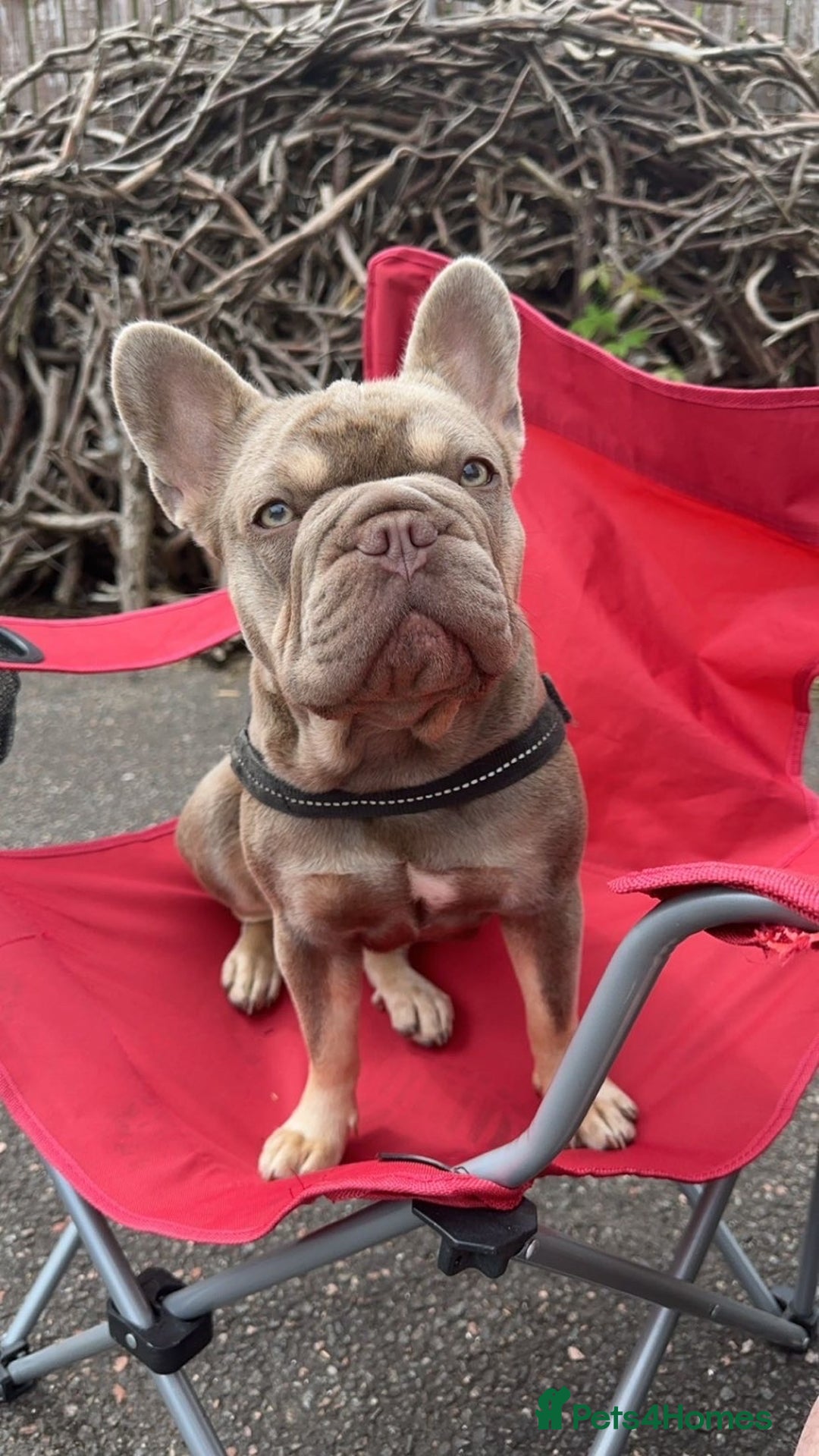 French Bulldog dogs for sale: French bulldog  - Advert 2