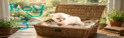 British Shorthair cats for sale: Cuteness Overload Alert! British Shorthair Kittens in Kettering - Advert 25