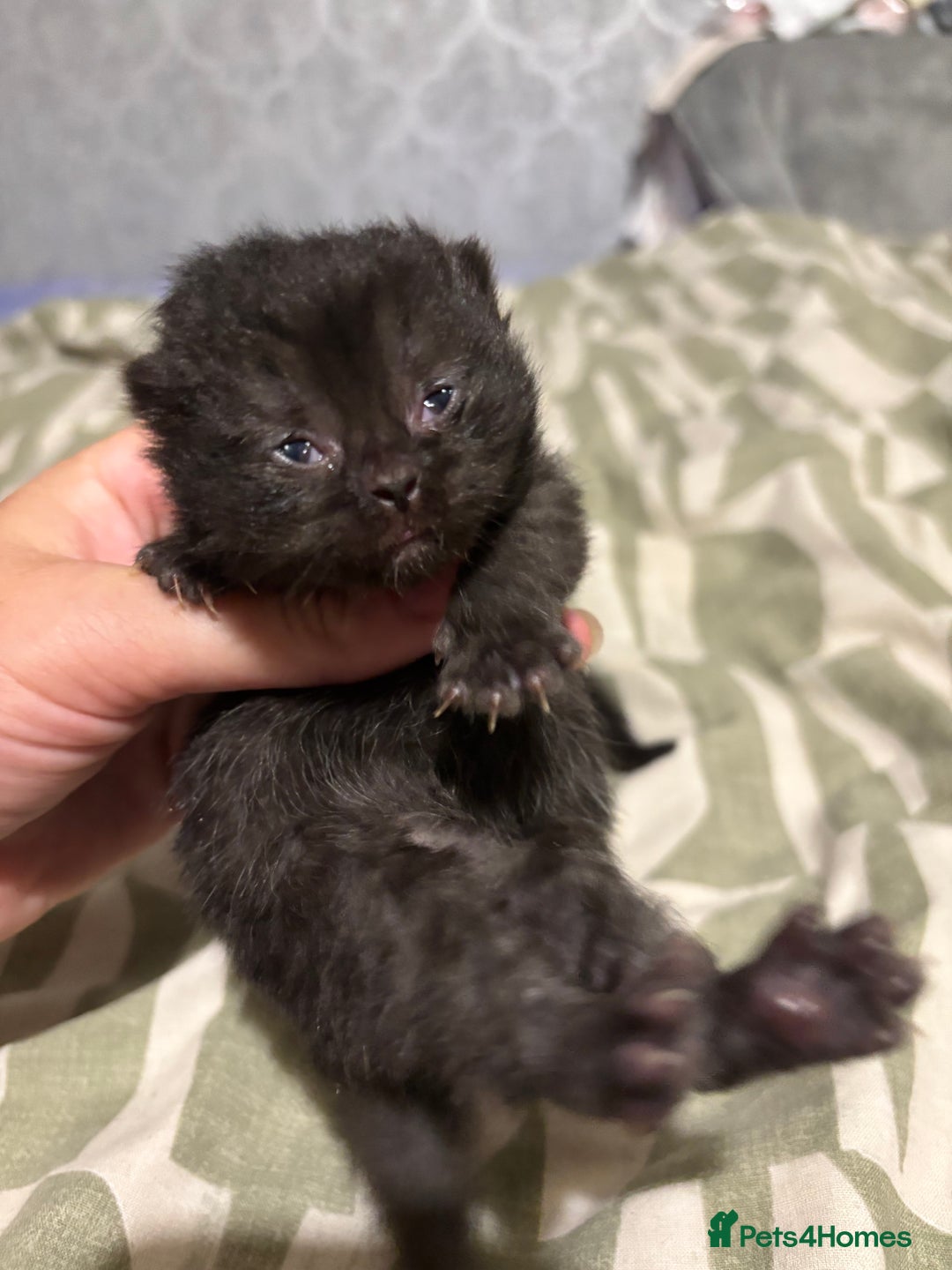 British Shorthair cats for sale: Pure British shorthair  - Image 12