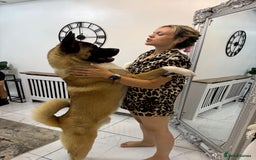 Akita dogs for stud: Akita Stud – Strong, Loyal & Family Raised - Image 12