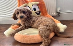Goldendoodle dogs for sale: 🌟F1B Standard Goldendoodle Puppies in Merthyr Tydfil - Image 1