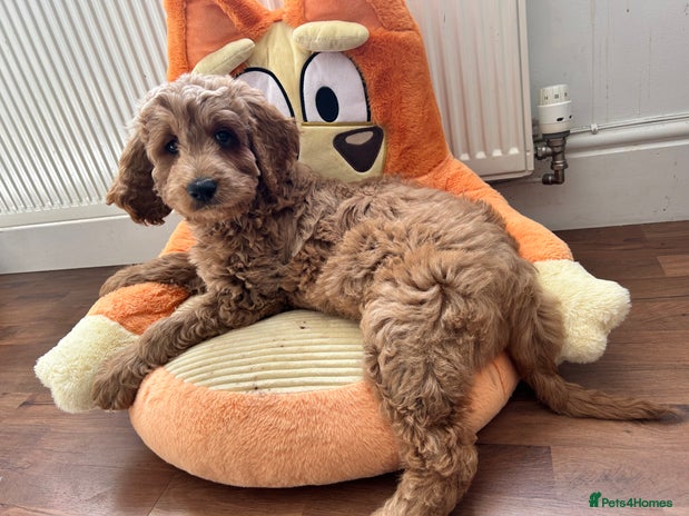 Goldendoodle dogs in Merthyr Tydfil - Advert 7