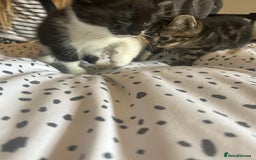 Domestic Shorthair cats for sale: BEAUTIFUL KITTENS FOR SALE, READY TO GO 29th AUG - Image 6