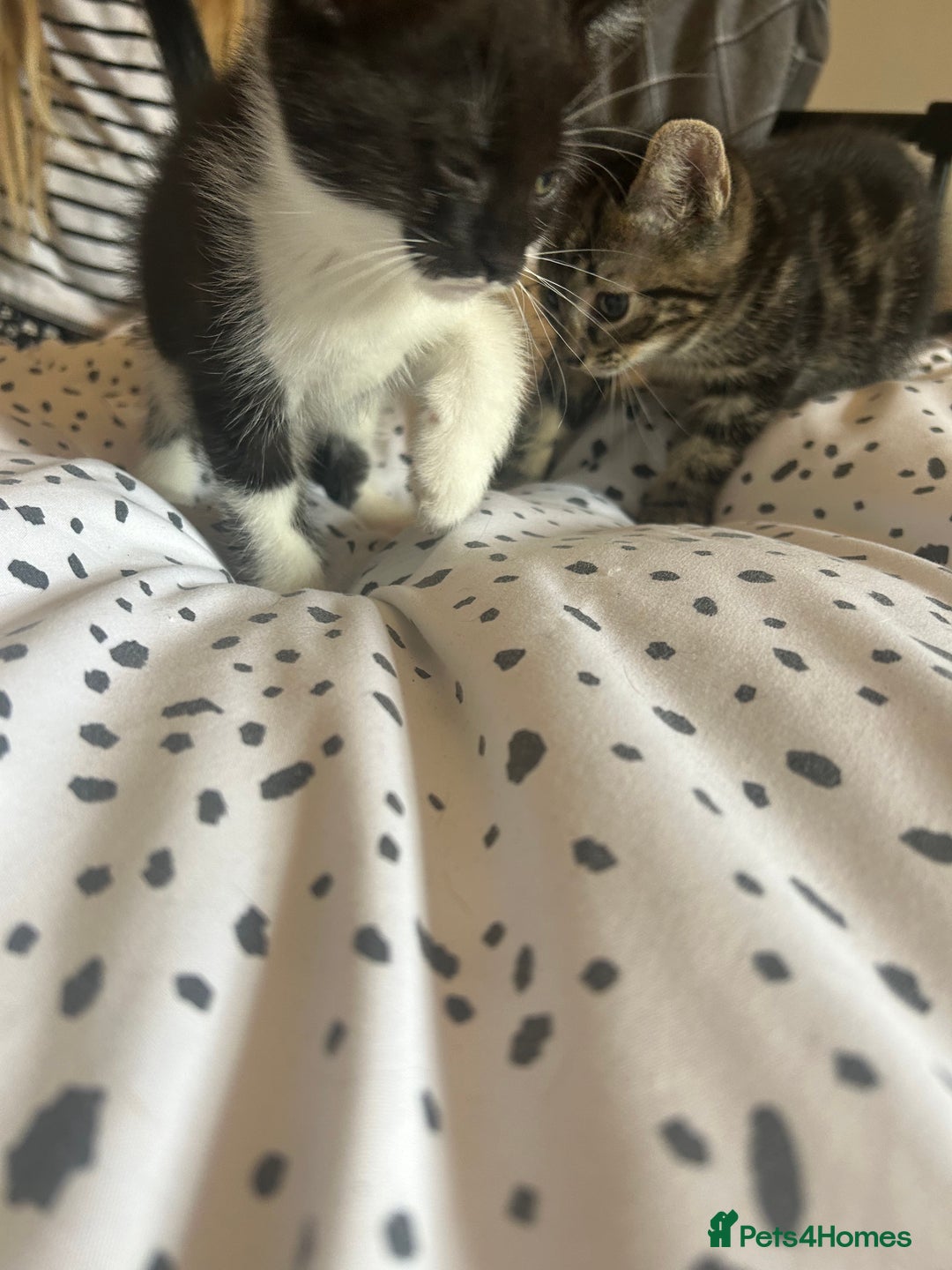 Domestic Shorthair cats for sale: BEAUTIFUL KITTENS FOR SALE, READY TO GO 29th AUG - Image 6