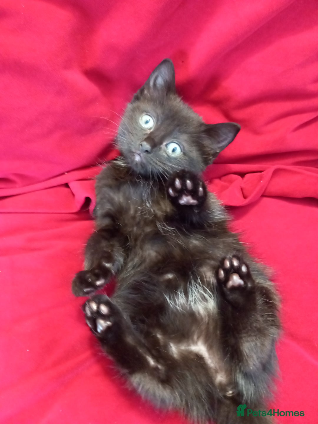 Domestic Shorthair cats for sale: Last beauty left, fluffy short hair small kitten - Image 5