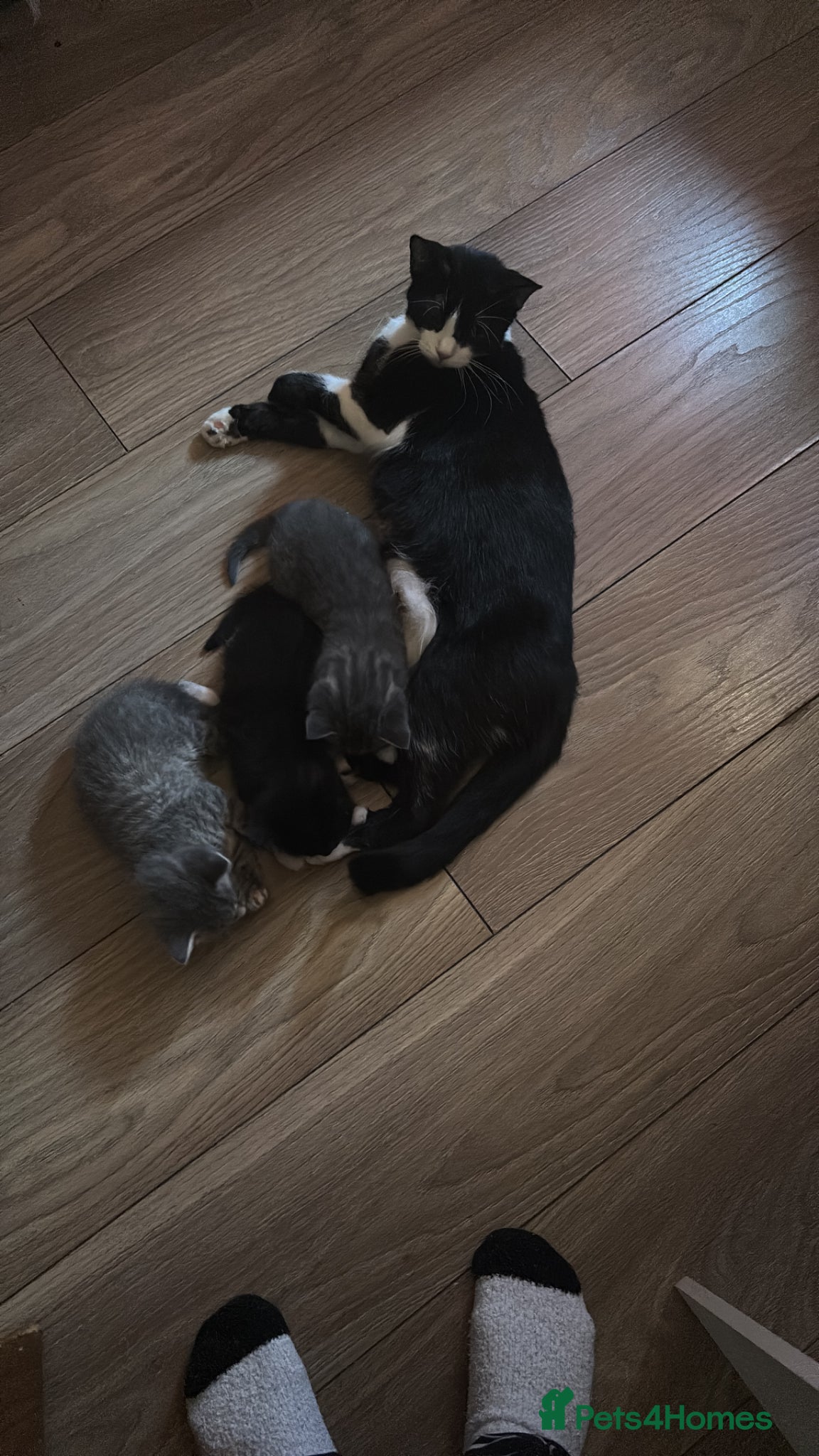 British Shorthair cats Beautiful tuxedo looking for her forever home  - Advert 1