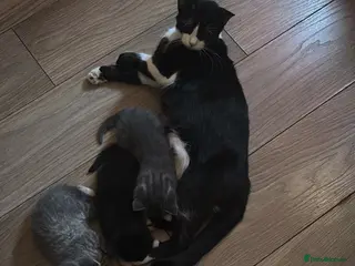 British Shorthair cats Beautiful tuxedo looking for her forever home - Advert 1