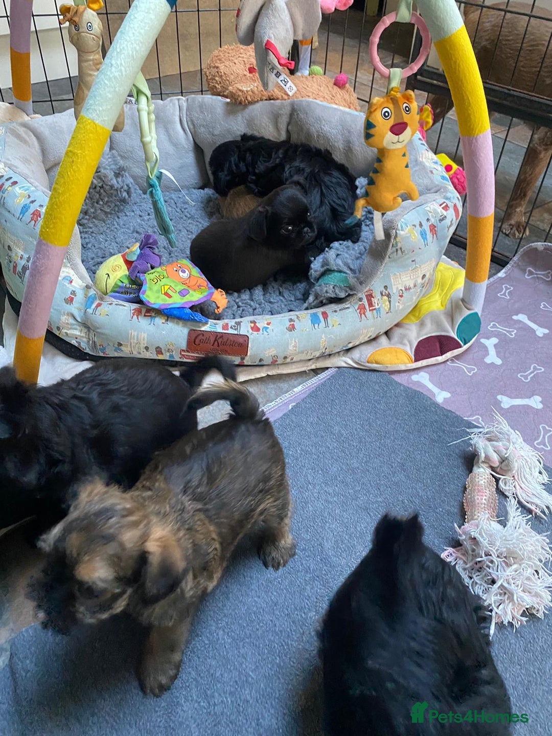 Griffon Bruxellois dogs for sale: New Kids on the Block - Image 10