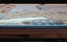 Tortoise reptiles for sale: Redfoot - Image 2