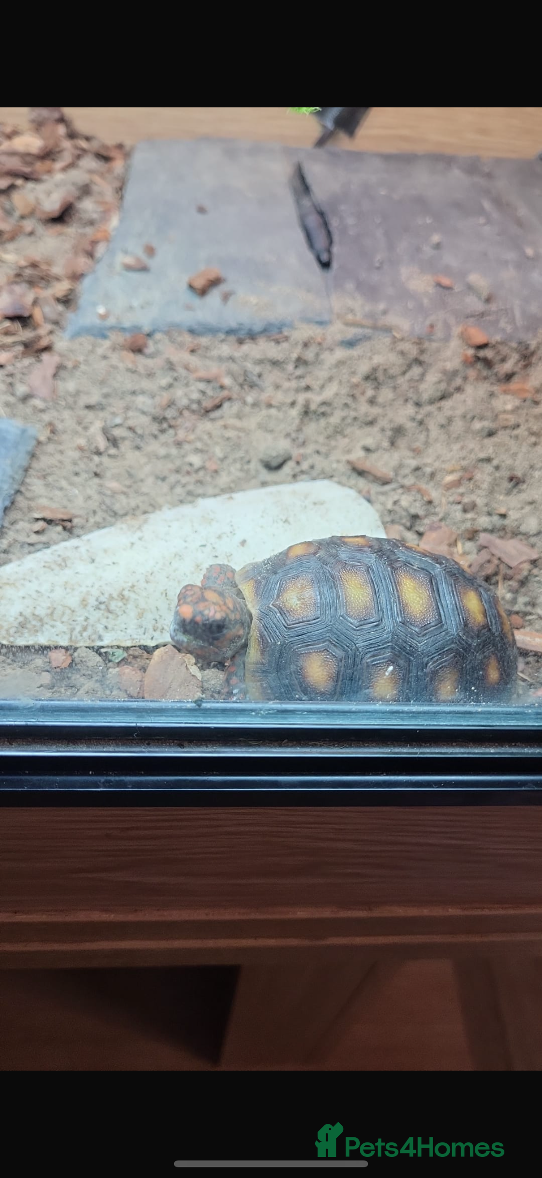 Tortoise reptiles for sale: Redfoot - Image 2