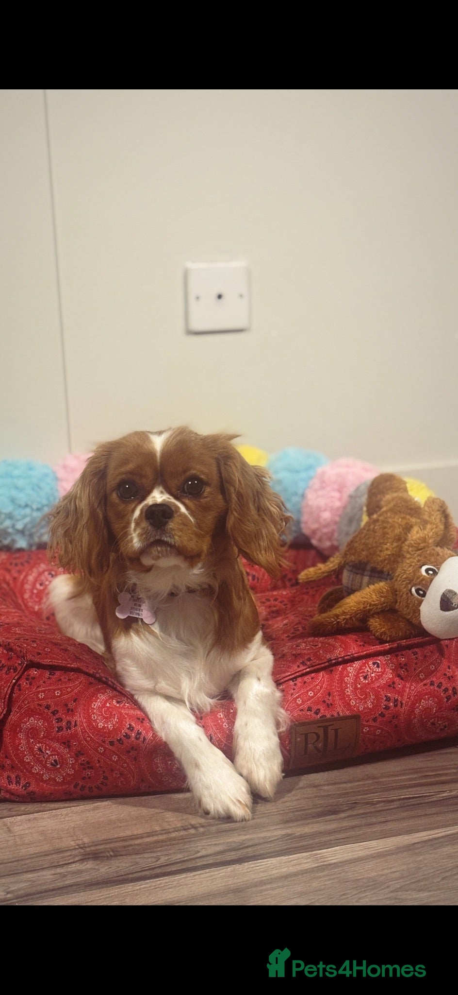 Cavalier King Charles Spaniel dogs Female cavalier 1yr 9m - Advert 6