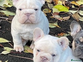 French Bulldog dogs KC REGISTERED HEALTHTESTED FRENCH BULLDOG PUPPIES - Advert 5