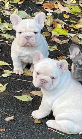 French Bulldog dogs KC REGISTERED HEALTHTESTED FRENCH BULLDOG PUPPIES - Advert 12