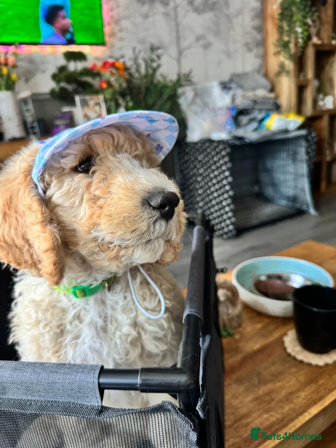 Goldendoodle dogs for sale: Beautiful golden doodle puppies for sale  - Advert 2
