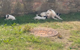 Jack Russell dogs for sale: Jack Russell puppies  - Image 6