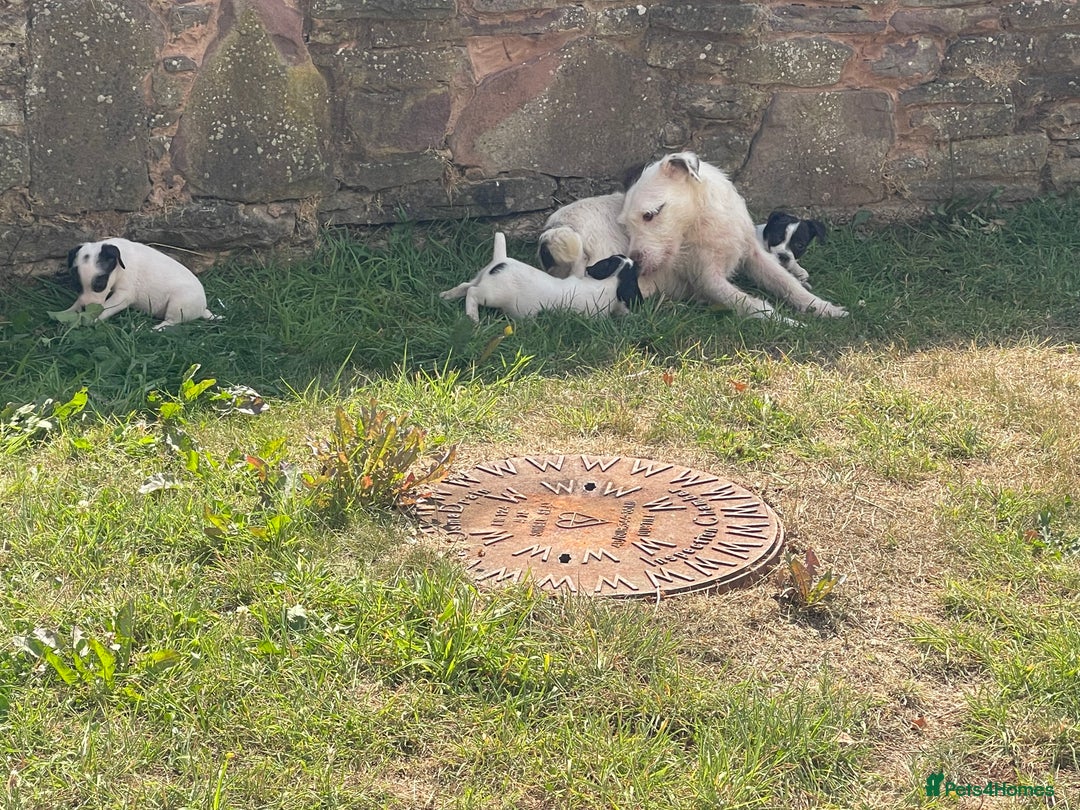 Jack Russell dogs for sale: Jack Russell puppies  - Image 6