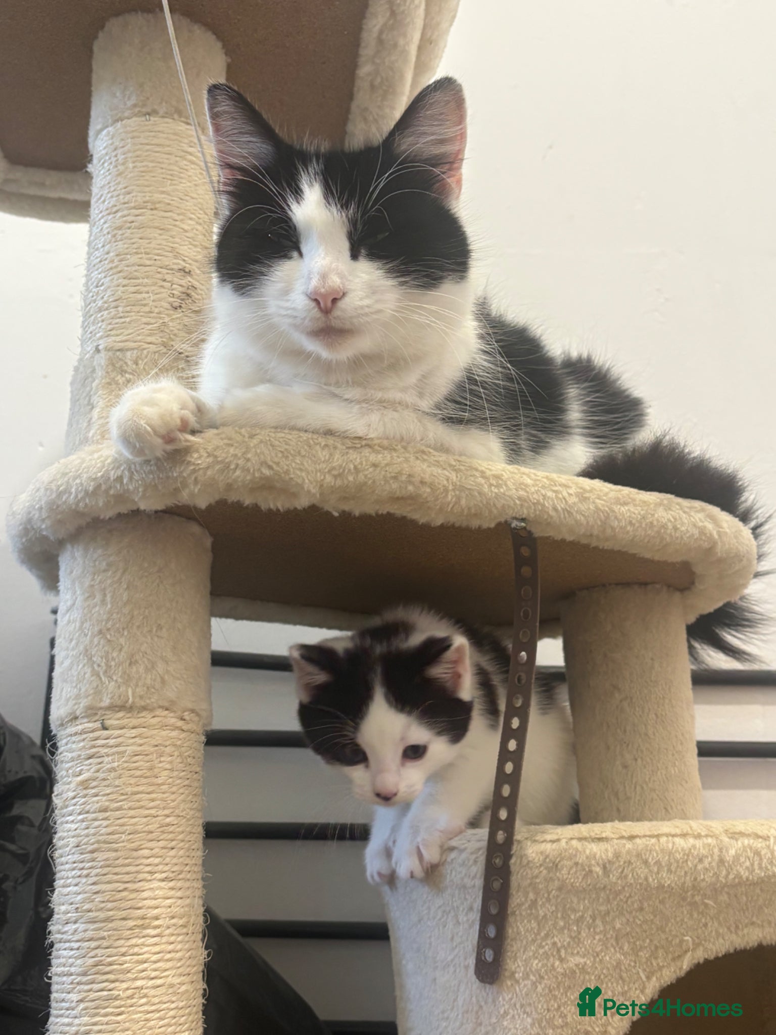 Mixed Breed cats 2 kittens - Advert 1