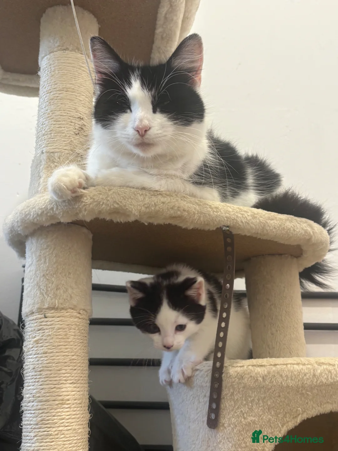 Mixed Breed cats for sale: 2 kittens - Advert 1