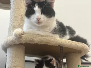 Mixed Breed cats 2 kittens - Advert 1