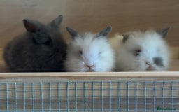 Lionhead rabbits for sale: Extra Special Lionhead Bunnies  - Image 19