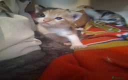 British Shorthair cats for sale: 2 beautiful calico girls - Image 11