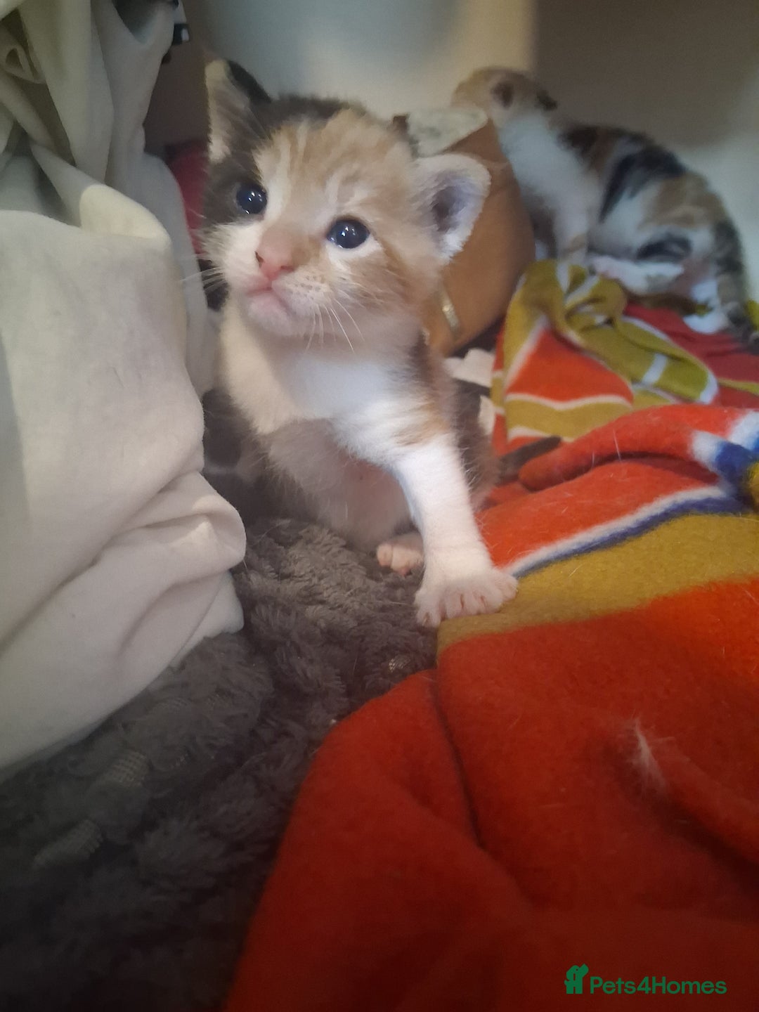British Shorthair cats for sale: 2 beautiful calico girls - Image 11