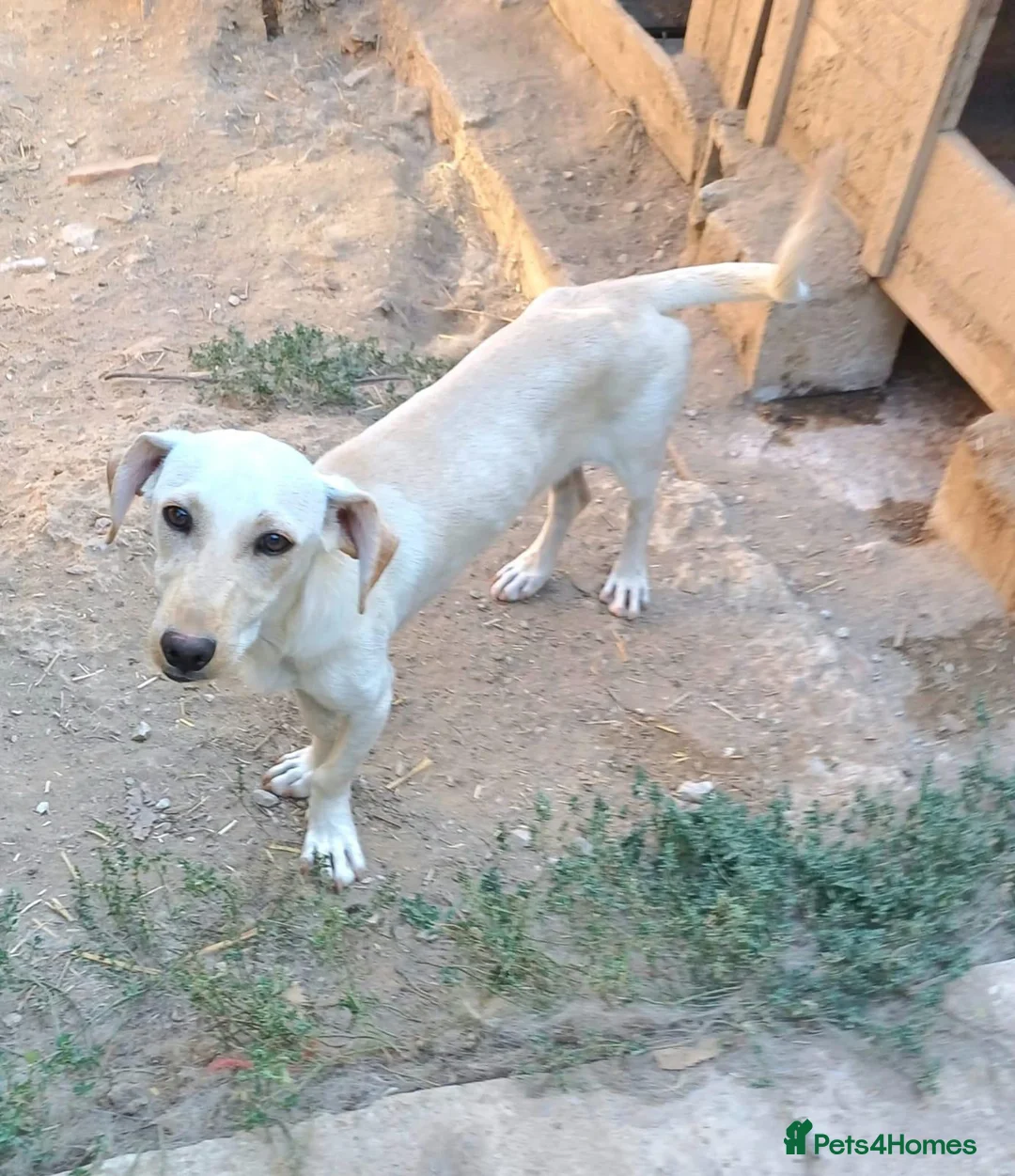 Mixed Breed dogs for adoption: Tofu, 10 months approx. Available for adoption. in Brixham - Advert 2