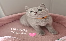 British Shorthair cats for sale: 8 Pedigree British Shorthair Kittens Blue Lilac  - Image 7