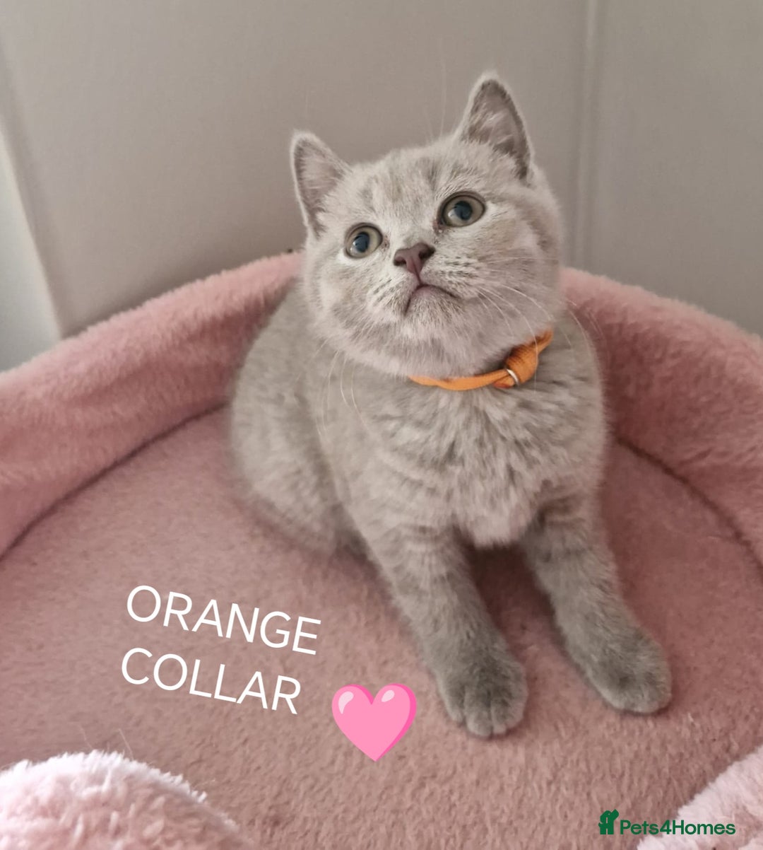 British Shorthair cats for sale: 8 Pedigree British Shorthair Kittens Blue Lilac  - Image 7