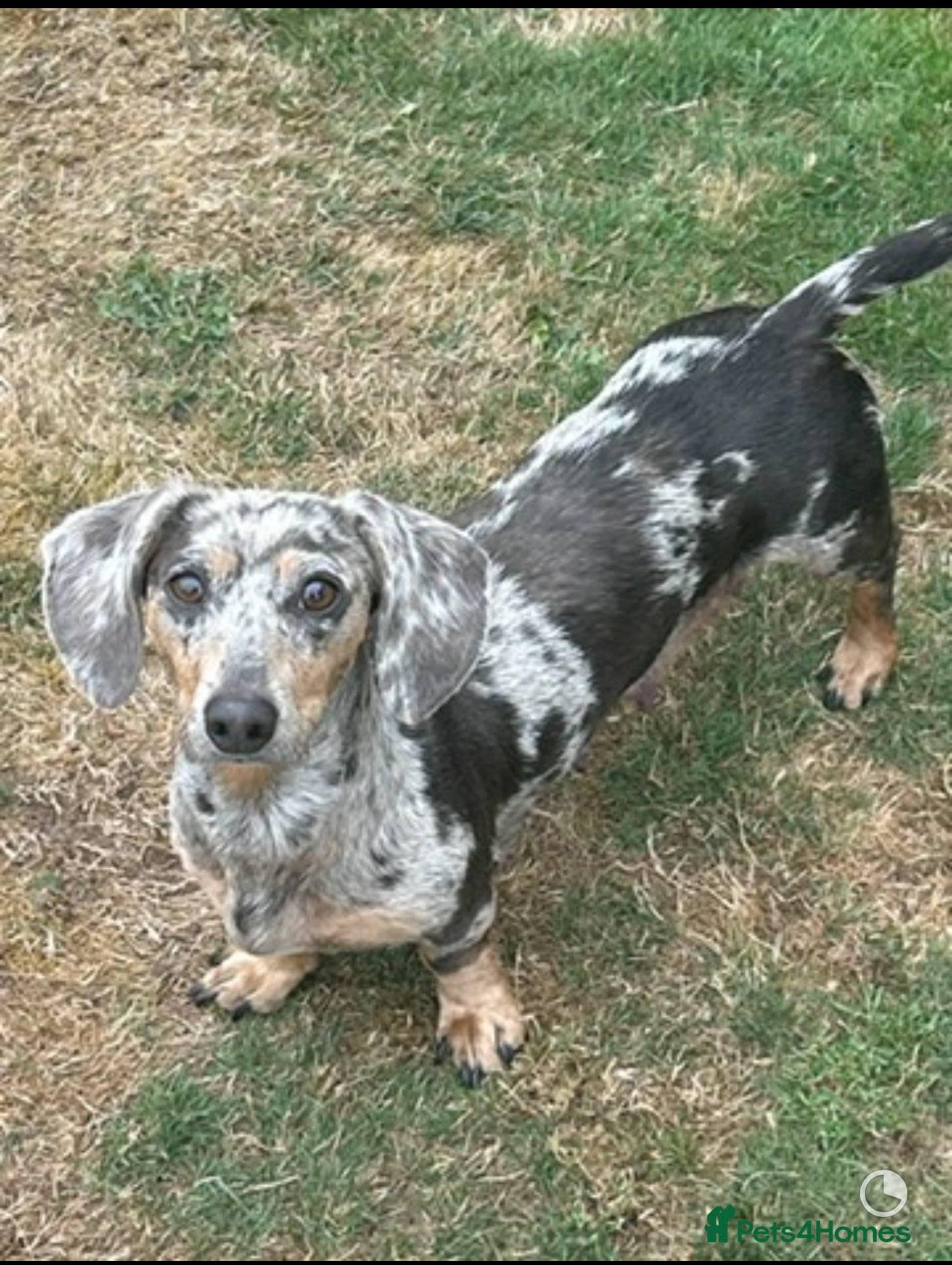 Dachshund dogs Looking for home  - Advert 1