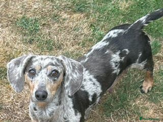 Dachshund dogs Looking for home - Advert 1