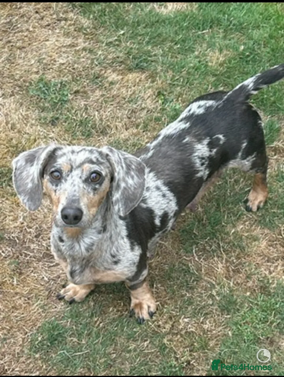 Dachshund dogs for sale: Looking for home  - Advert 1