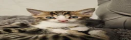 Bengal cats for sale: - Bengal Cross Kittens — Ready for New Homes in Chesham - Advert 4